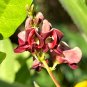 American Groundnut Apios americana 10 Seeds