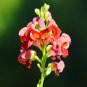 American Groundnut Apios americana 10 Seeds