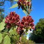 American Groundnut Apios americana 10 Seeds