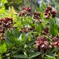 American Groundnut Apios americana 10 Seeds