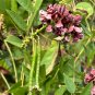 American Groundnut Apios americana 10 Seeds