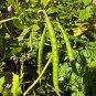 American Groundnut Apios americana 10 Seeds
