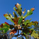 Bluff Oak Quercus austrina 10 Seeds Bluff Oak Quercus austrina 10 Seeds