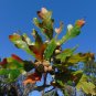 Bluff Oak Quercus austrina 10 Seeds