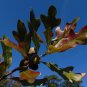 Bluff Oak Quercus austrina 10 Seeds