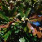 Bluff Oak Quercus austrina 10 Seeds