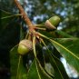 Bluff Oak Quercus austrina 10 Seeds