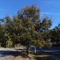 Bluff Oak Quercus austrina 10 Seeds