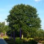 Bluff Oak Quercus austrina 10 Seeds