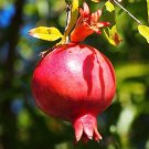Pomegranate Punica granatum 100 Seeds Pomegranate Punica granatum 100 Seeds