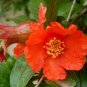 Pomegranate Punica granatum 100 Seeds