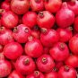 Pomegranate Punica granatum 100 Seeds
