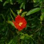 Pomegranate Punica granatum 100 Seeds