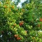 Pomegranate Punica granatum 100 Seeds