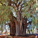 Montezuma Cypress Taxodium mucronatum 100 Seeds Montezuma Cypress Taxodium mucronatum 100 Seeds