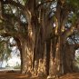 Montezuma Cypress  Taxodium mucronatum  100 Seeds
