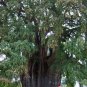 Montezuma Cypress  Taxodium mucronatum  100 Seeds
