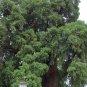 Montezuma Cypress  Taxodium mucronatum  100 Seeds