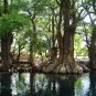 Montezuma Cypress  Taxodium mucronatum  100 Seeds