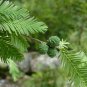 Montezuma Cypress  Taxodium mucronatum  100 Seeds