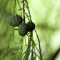 Montezuma Cypress  Taxodium mucronatum  100 Seeds