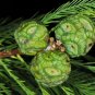 Montezuma Cypress  Taxodium mucronatum  100 Seeds