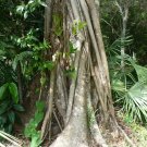 Strangler Fig Ficus aurea 20 Seeds Strangler Fig Ficus aurea 20 Seeds