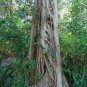 Strangler Fig Ficus aurea 20 Seeds