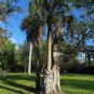 Strangler Fig Ficus aurea 20 Seeds