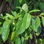 Strangler Fig Ficus aurea 20 Seeds
