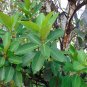 Strangler Fig Ficus aurea 20 Seeds