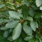 Strangler Fig Ficus aurea 20 Seeds