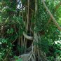 Strangler Fig Ficus aurea 20 Seeds