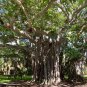 Strangler Fig Ficus aurea 20 Seeds