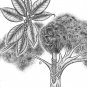 Strangler Fig Ficus aurea 20 Seeds