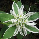 Snow-on-the-Mountain Euphorbia marginata 100 Seeds Snow-on-the-Mountain Euphorbia marginata 100 Seeds