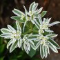 Snow-on-the-Mountain Euphorbia marginata 100 Seeds