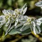 Snow-on-the-Mountain Euphorbia marginata 100 Seeds
