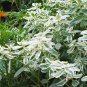 Snow-on-the-Mountain Euphorbia marginata 100 Seeds