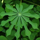 Hardy Tapioca Manihot grahamii 5 Seeds