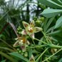 Hardy Tapioca Manihot grahamii 5 Seeds