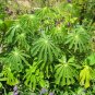 Hardy Tapioca Manihot grahamii 5 Seeds