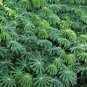 Hardy Tapioca Manihot grahamii 5 Seeds