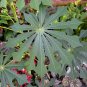 Hardy Tapioca Manihot grahamii 5 Seeds