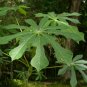 Hardy Tapioca Manihot grahamii 5 Seeds