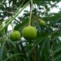 Hardy Tapioca Manihot grahamii 5 Seeds