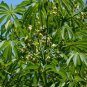 Hardy Tapioca Manihot grahamii 5 Seeds