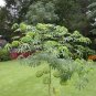 Hardy Tapioca Manihot grahamii 5 Seeds
