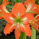 Amaryllis Seeds Striped Barbados Lily Hippeastrum striatum 20 Seeds