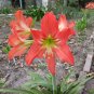 Amaryllis Seeds Striped Barbados Lily Hippeastrum striatum 20 Seeds